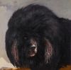 <span>Tibetan  Mastiff</span><span>80*80cm</span><span>2014</span>